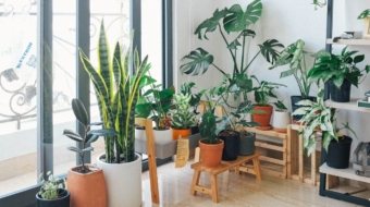 Indoor Plants