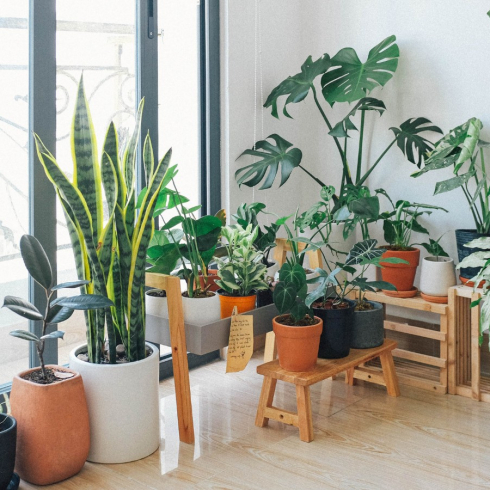Indoor Plants