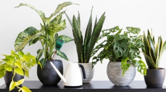 Pots/Planters