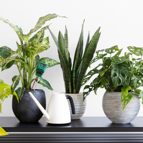 Pots/Planters
